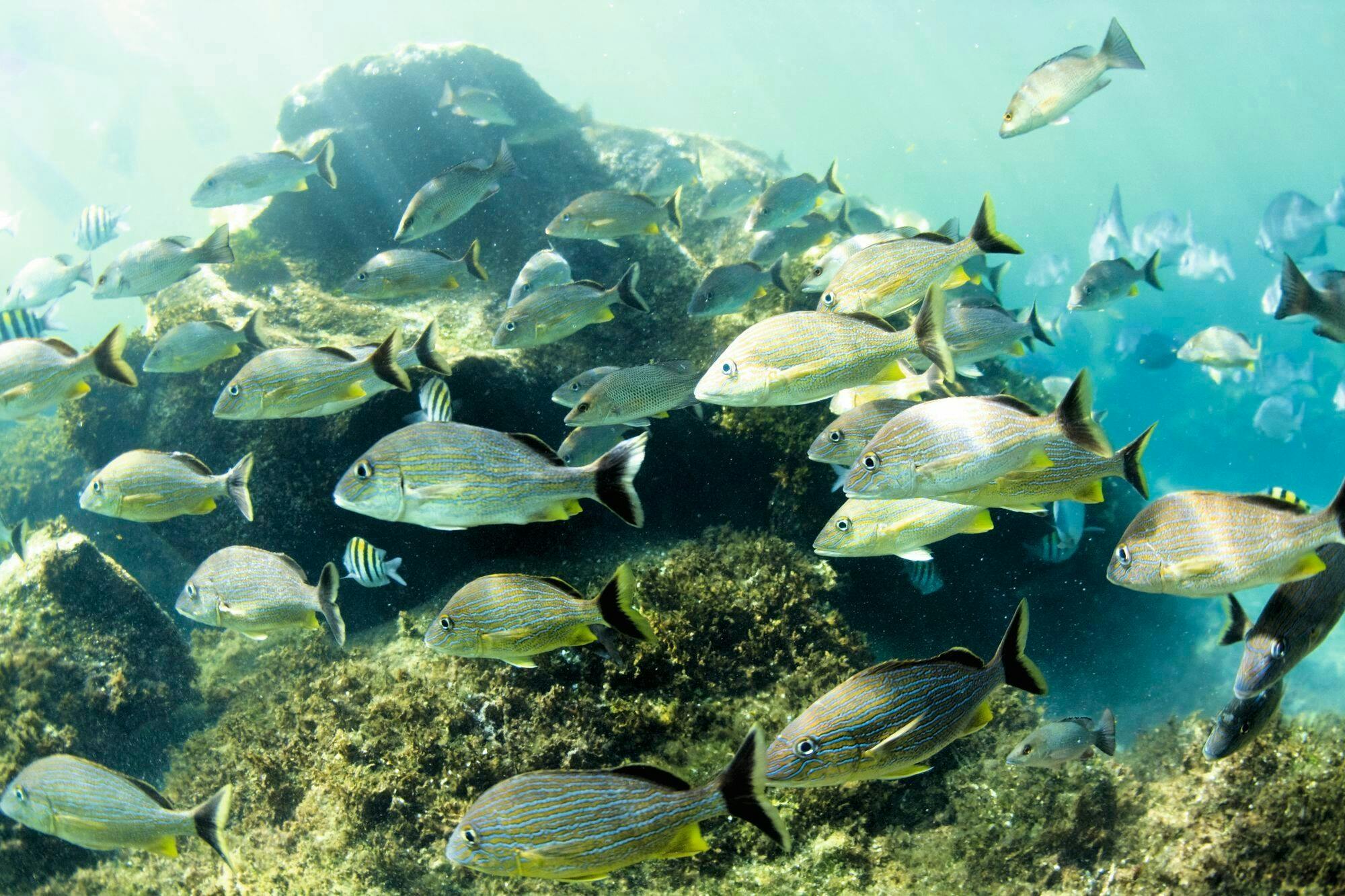 Small-group jet-ski and snorkelling tour in Fuerteventura