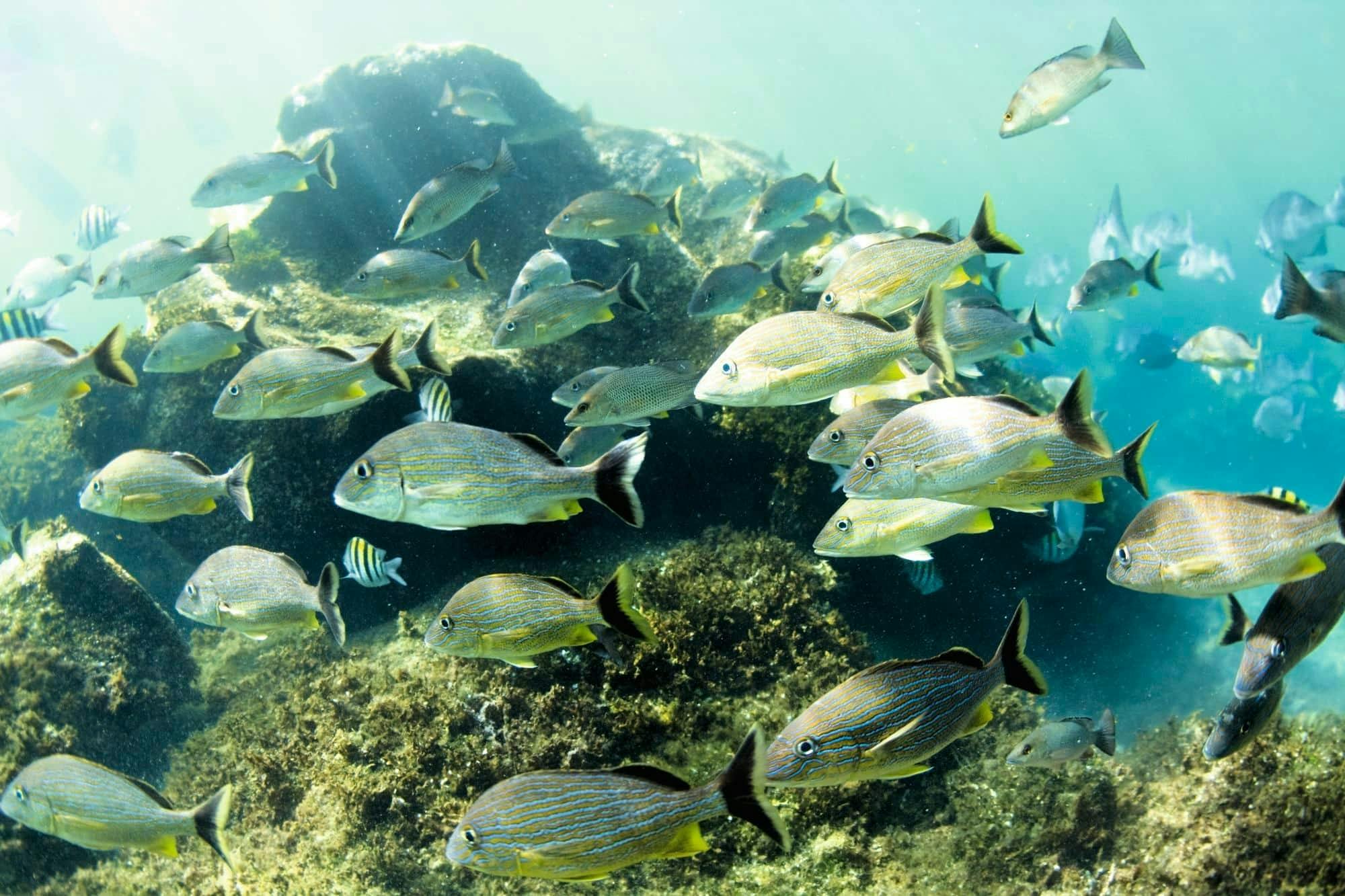 Small-group jet-ski and snorkelling tour in Fuerteventura
