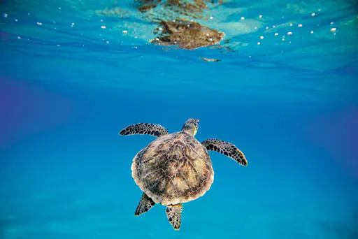 Small-group jet-ski and snorkelling tour in Fuerteventura