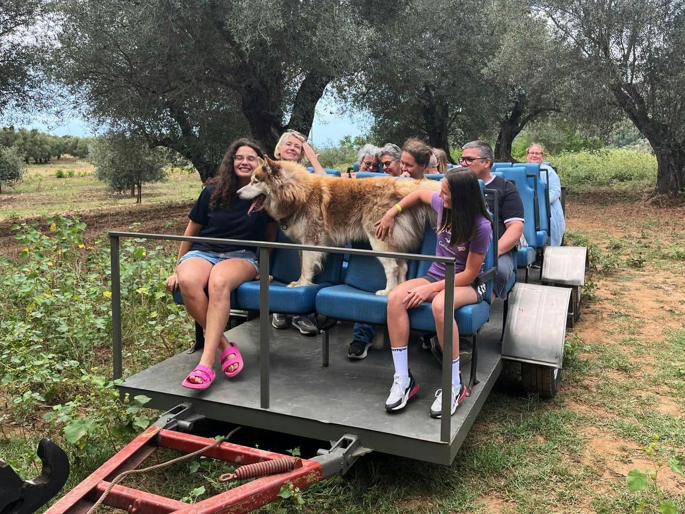 Full-day olive oil farm and Nicotera tour with Calabrian lunch