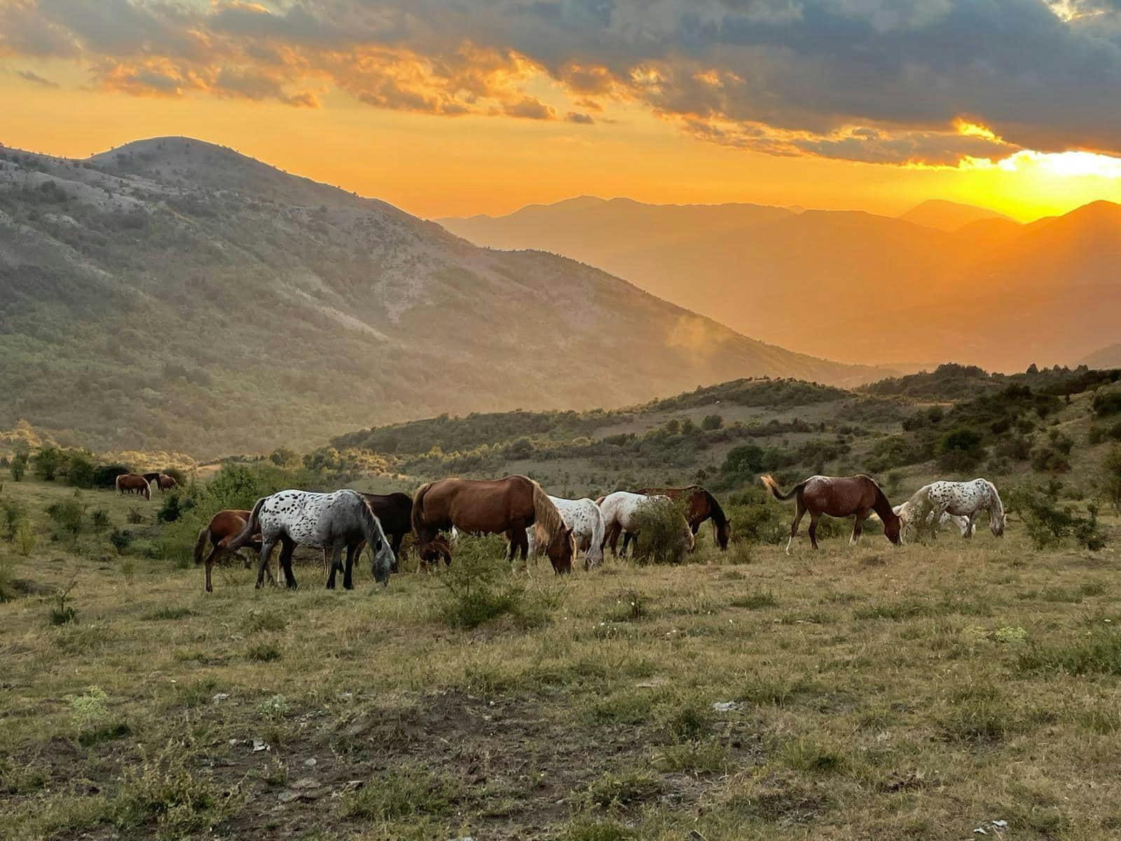 Full-day olive oil farm and Nicotera tour with Calabrian lunch