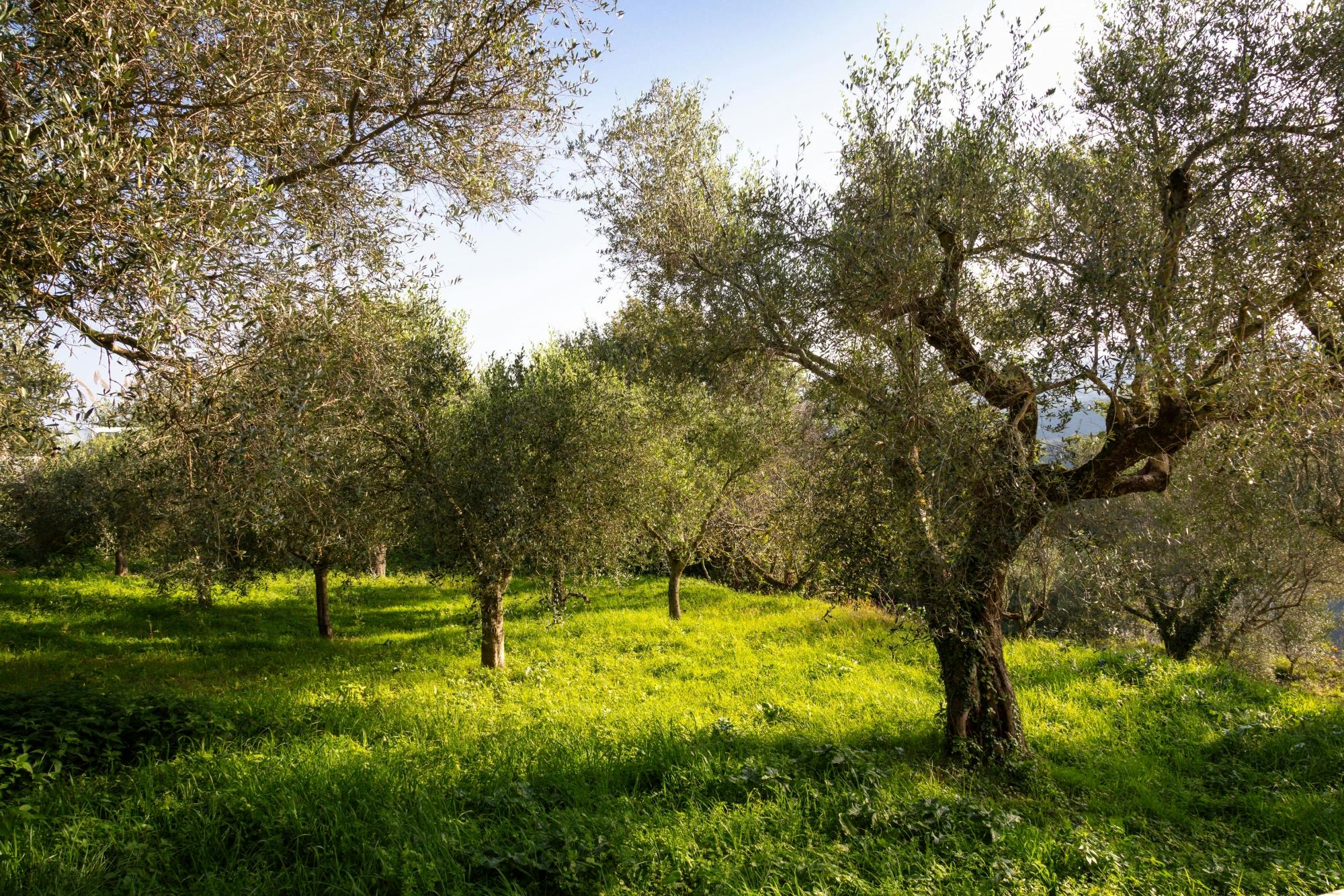 Full-day cheese and pasta-making tour at a Calabrian farm