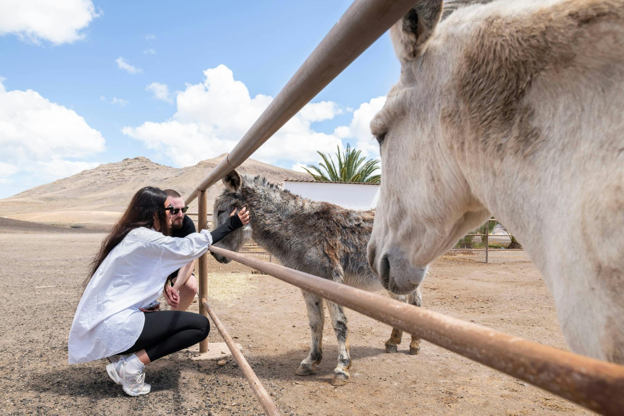 Fuerteventura Island Tour with Goat Farm Visit