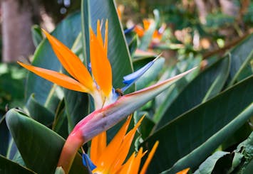 Half-day guided tour of Gran Canaria's volcanoes and vineyards