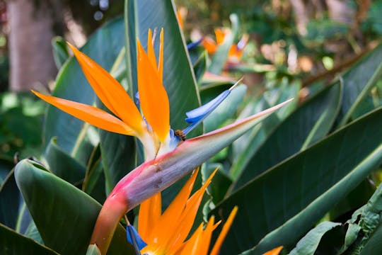 Half-day guided tour of Gran Canaria's volcanoes and vineyards