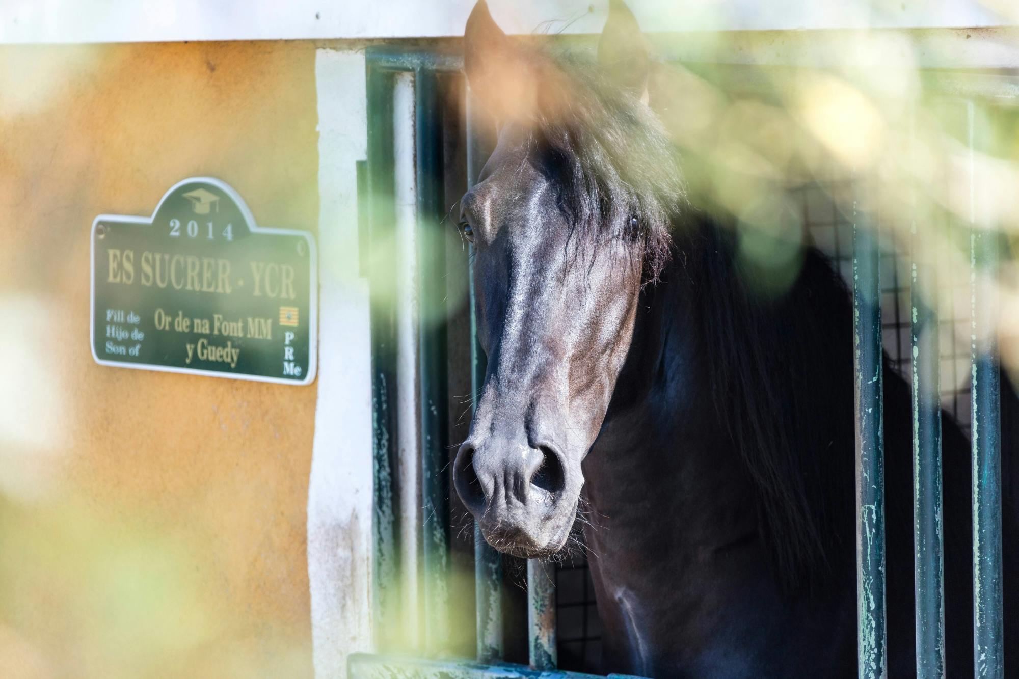 Menorca tour with Fornells, Binissues and Son Martorellet's horses