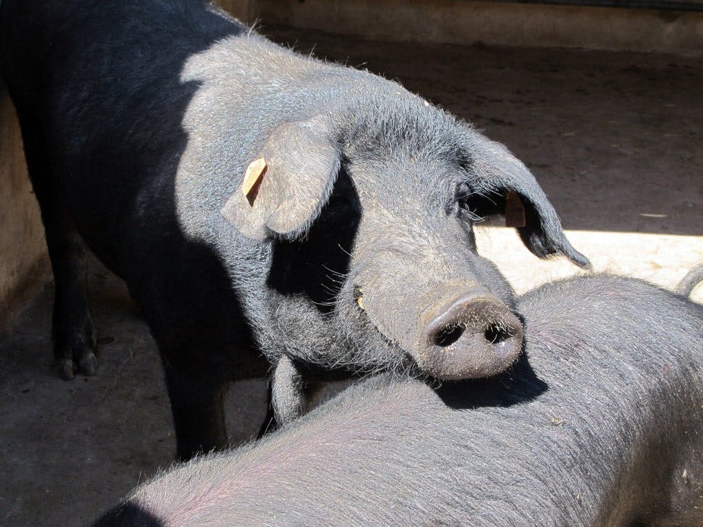 Menorca tour with Fornells, Binissues and Son Martorellet's horses