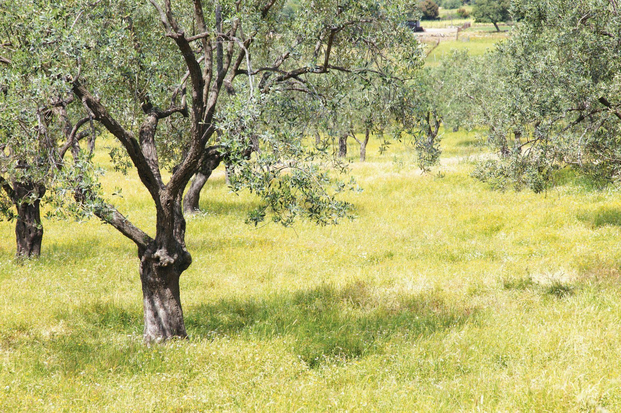 Nat Geo Day Tour: Flavours of Corfu, Cook with Locals at an Organic Farm