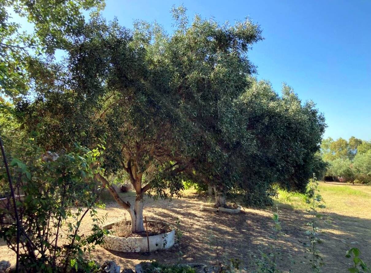 Nat Geo Day Tour: Flavours of Corfu, Cook with Locals at an Organic Farm