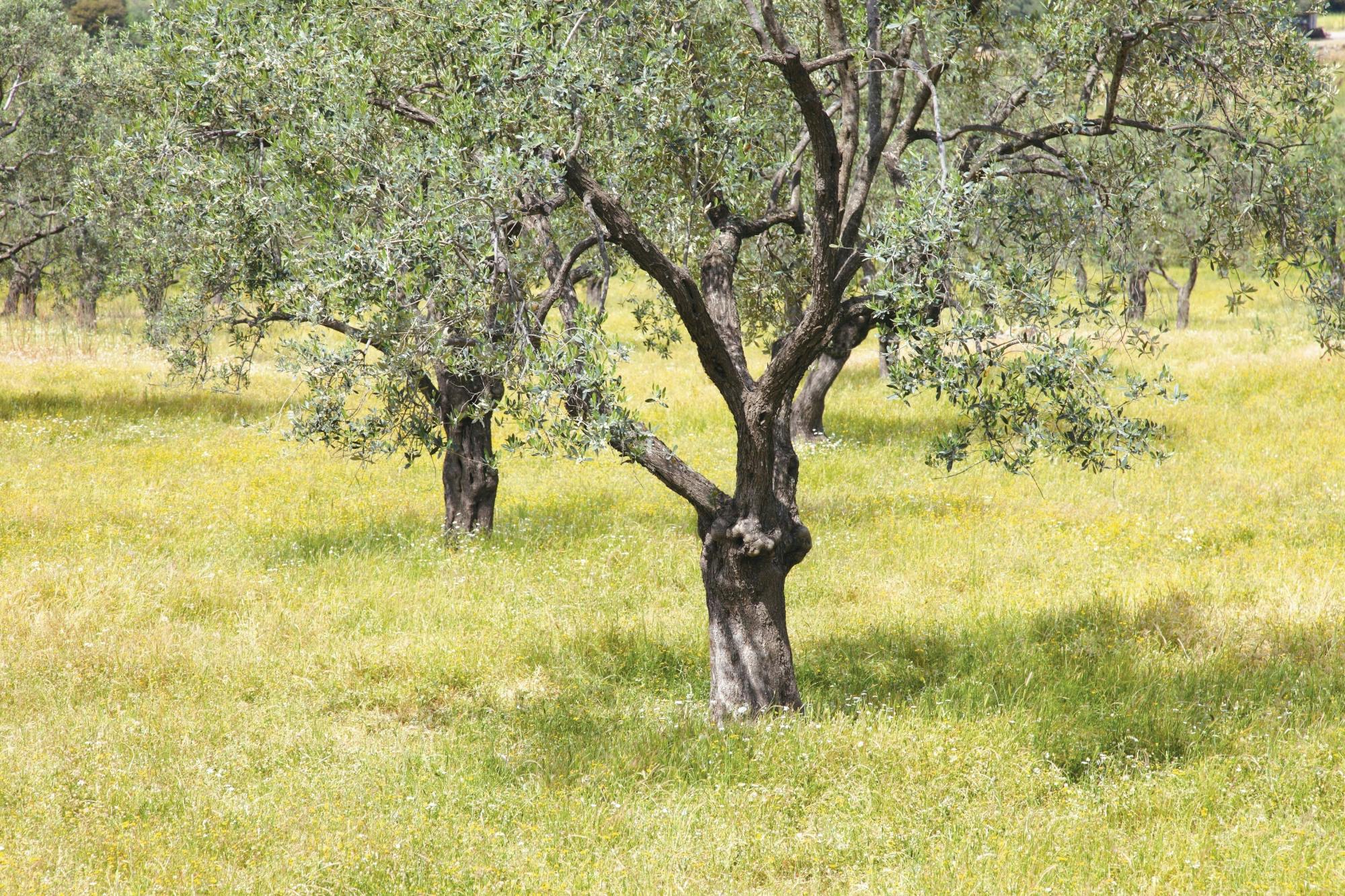 Nat Geo Day Tour: Flavours of Corfu, Cook with Locals at an Organic Farm
