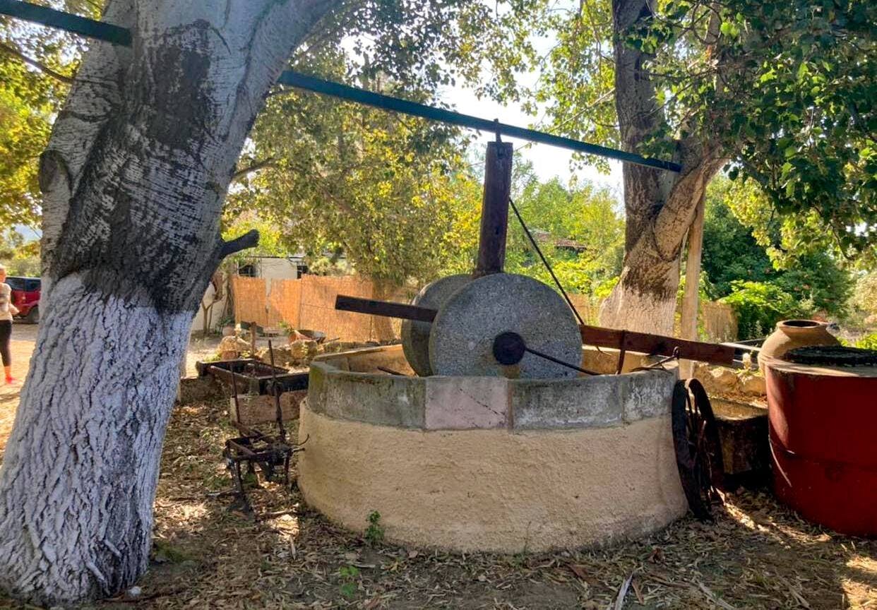 Nat Geo Day Tour: Flavours of Corfu, Cook with Locals at an Organic Farm