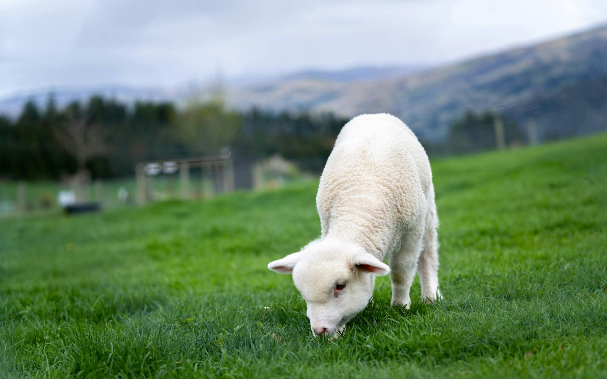 Nat Geo Day Tour: Flavours of Corfu, Cook with Locals at an Organic Farm