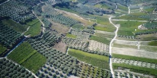 Douloufakis Winery and Asimiri Vineyard guided tour with tastings