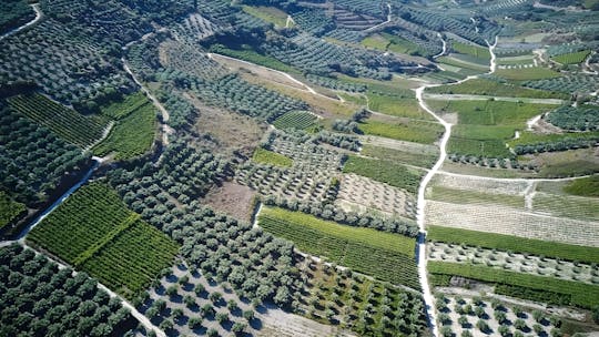 Douloufakis Winery and Asimiri Vineyard guided tour with tastings