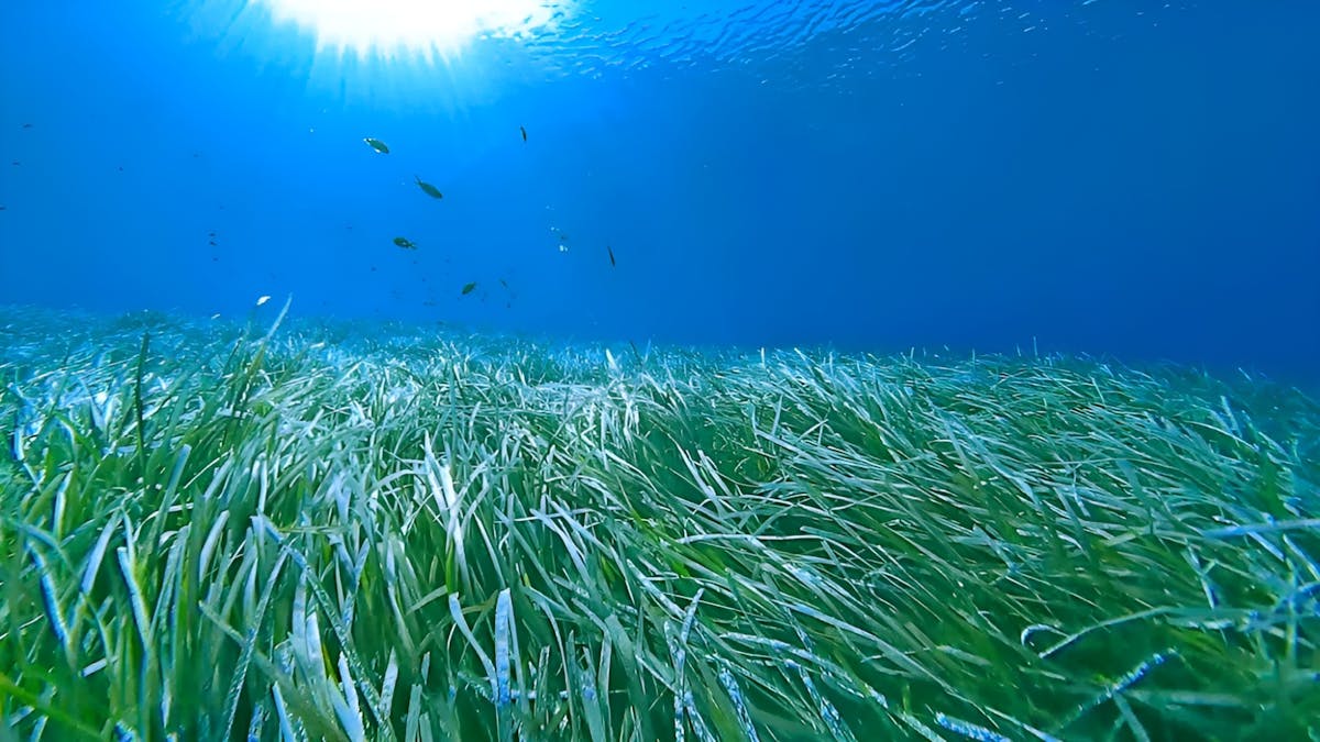 Begeleid snorkelen om de posidoniaweiden te ontdekken