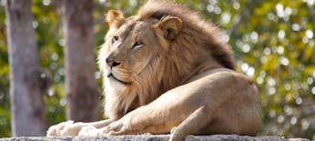 Wizyta w zoo w Pafos i rejs nad Błękitną Lagunę z lokalnym przewodnikiem
