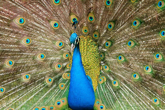 Pafos Zoo Tour