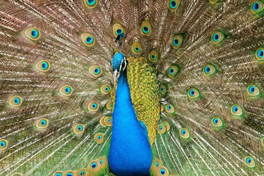 Pafos Zoo Tour