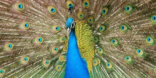 Pafos Zoo Tour