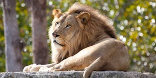 Pafos Zoo Bezoek & Blue Lagoon Boottocht met Lokale Gids