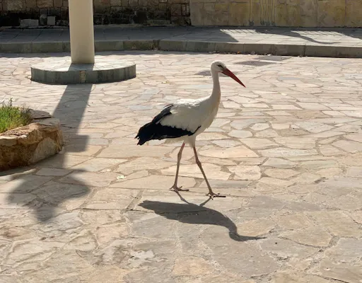 Pafos Zoo Visit & Blue Lagoon Cruise with Local Guide