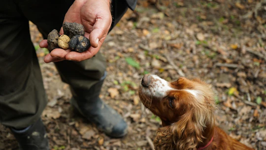 Truffle hunting and tasting in San Gimignano with lunch