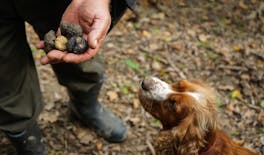 Caccia al tartufo e degustazione a San Gimignano con pranzo