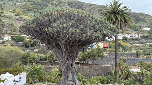 Sites & Bites: Icod de los Vinos and La Orotava’s bananas and wine