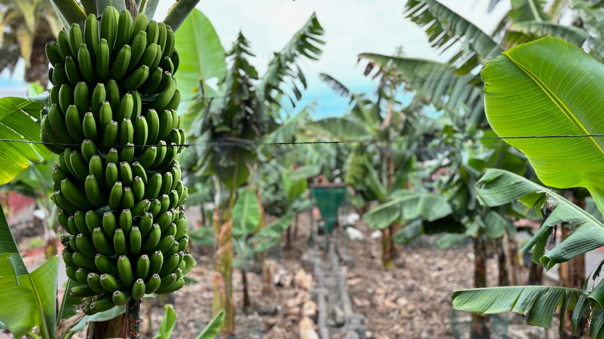 Sites & Bites: Icod de los Vinos and La Orotava’s bananas and wine