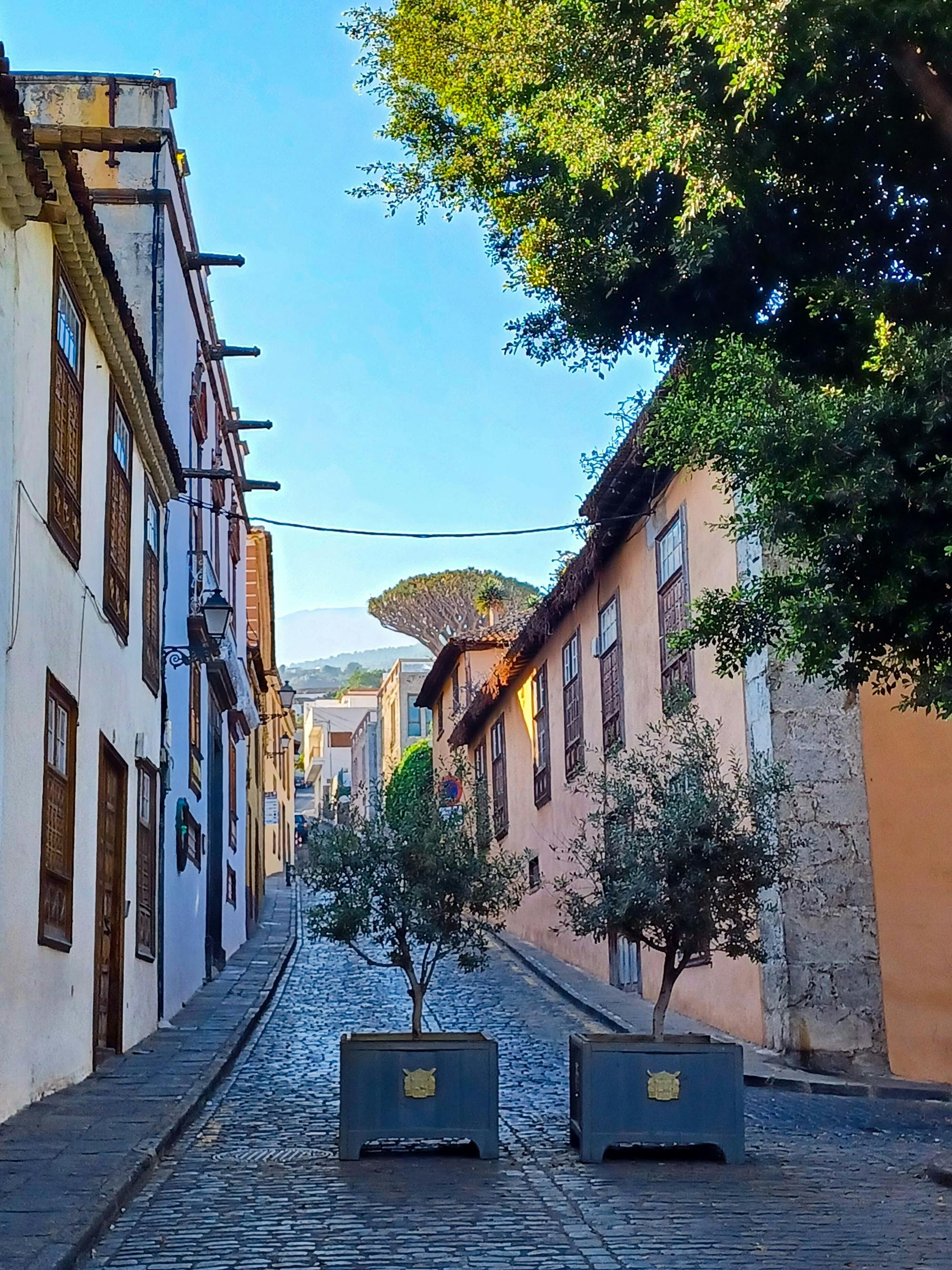 Sites & Bites: Icod de los Vinos og La Orotavas – bananer, vin og gofiomel