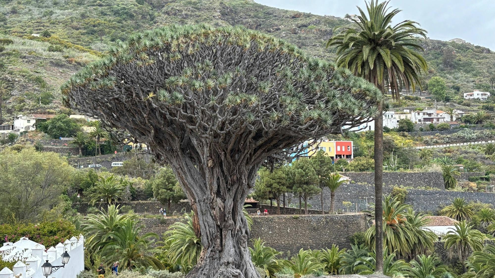 Sites & Bites: Icod de los Vinos and La Orotava’s bananas and wine