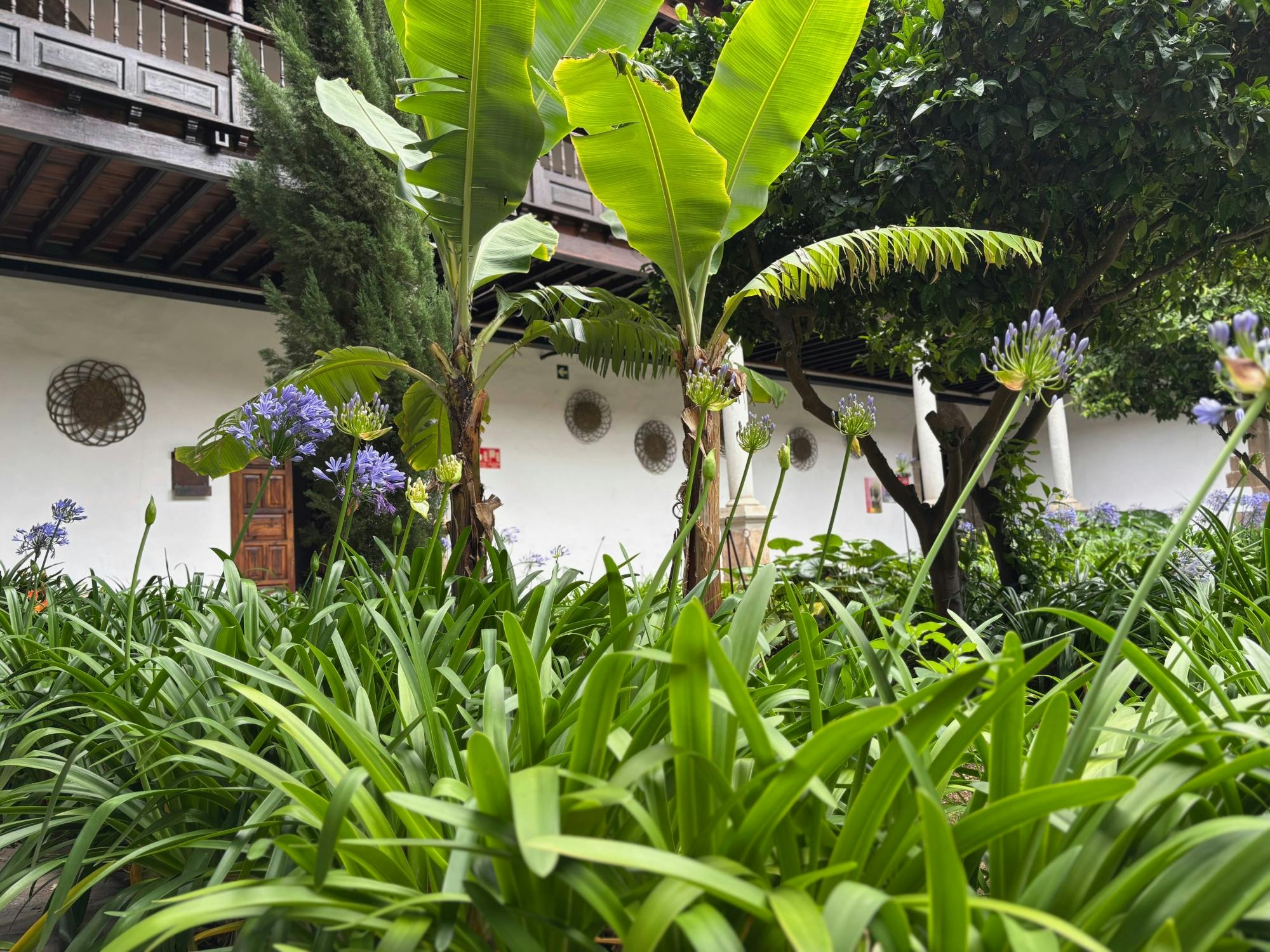 Sites & Bites: Icod de los Vinos and La Orotava’s bananas and wine