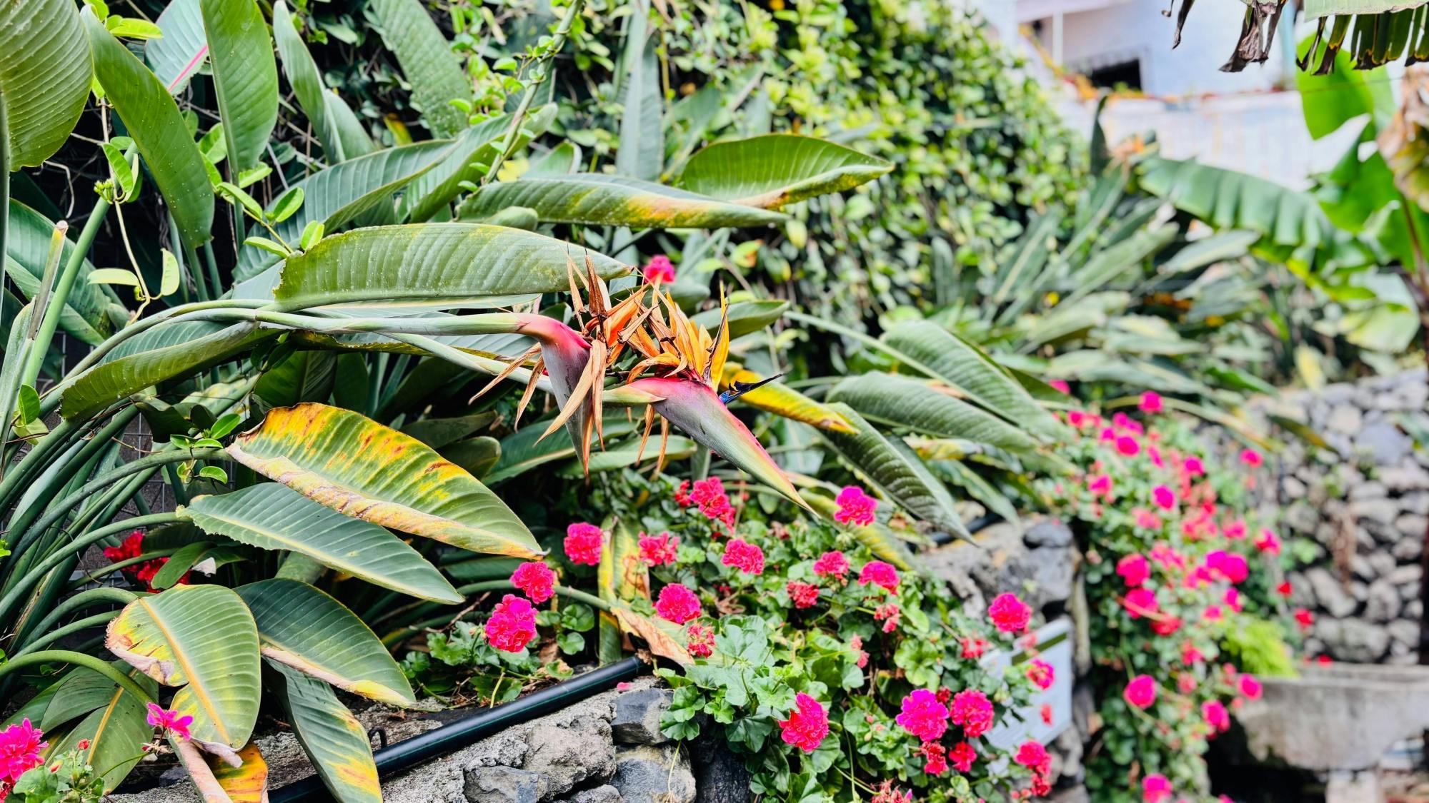 Sites & Bites: Icod de los Vinos and La Orotava’s bananas and wine