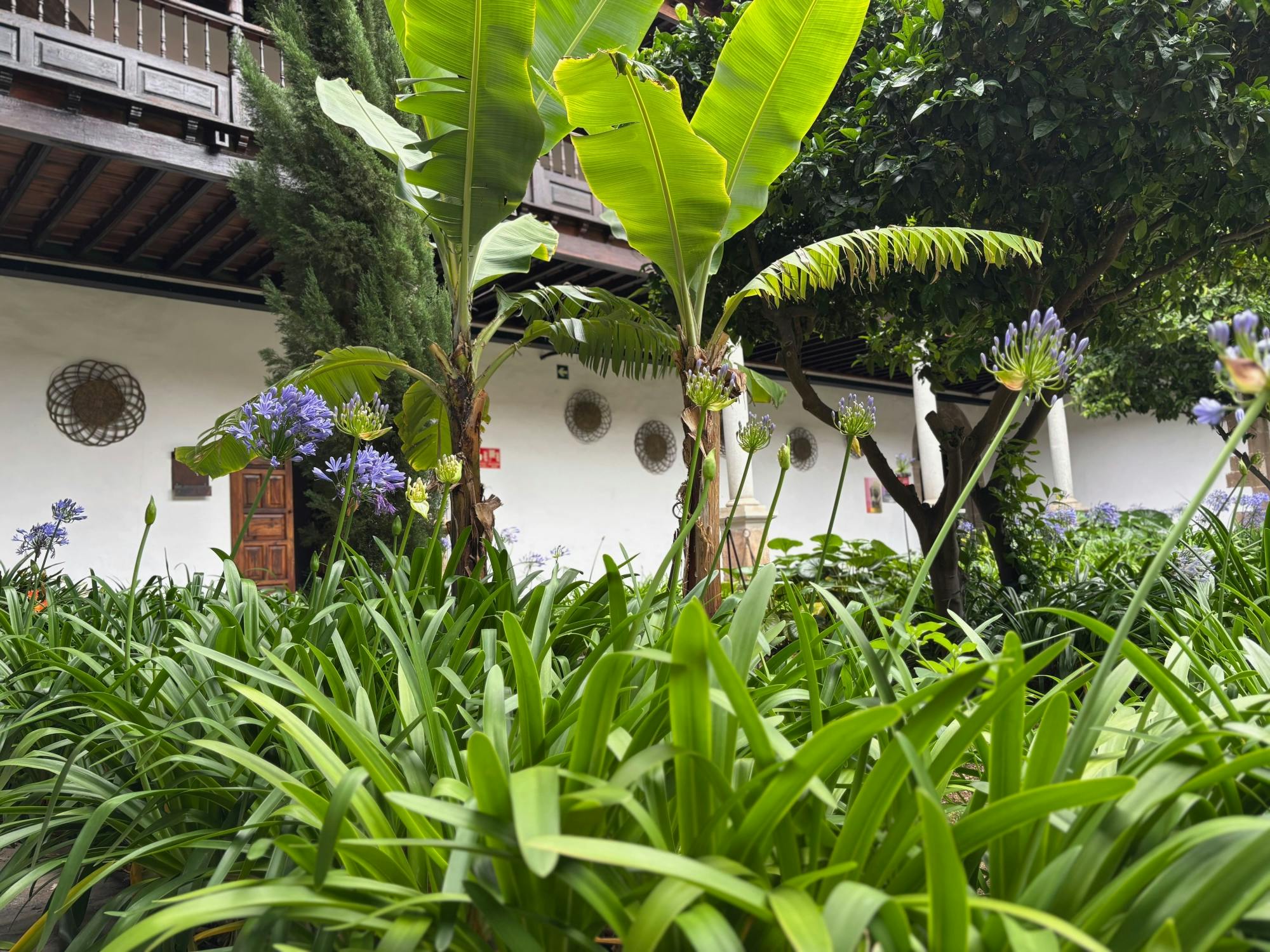 Sites & Bites: Icod de los Vinos and La Orotava’s bananas and wine