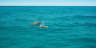 Visite des dauphins et de la plage de Papagayo avec transport