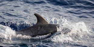 Excursion en bateau rapide pour repérer les dauphins - billet seulement