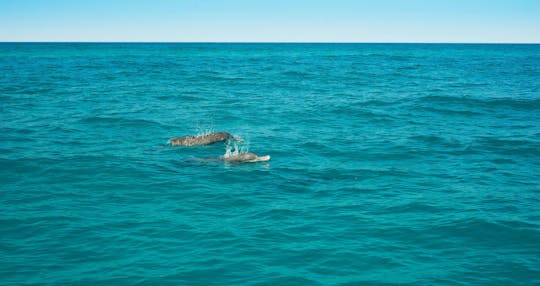 Excursion en bateau rapide pour observer les dauphins au coucher du soleil - avec transferts