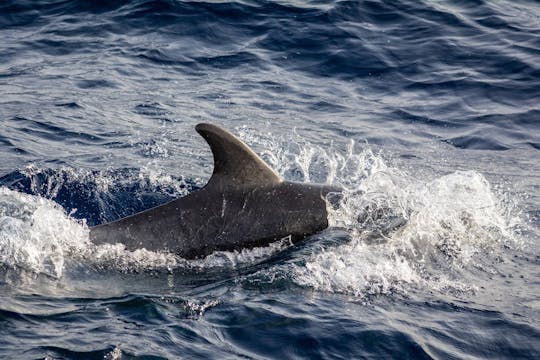 Excursion en bateau rapide pour voir les dauphins au coucher du soleil - billet seulement