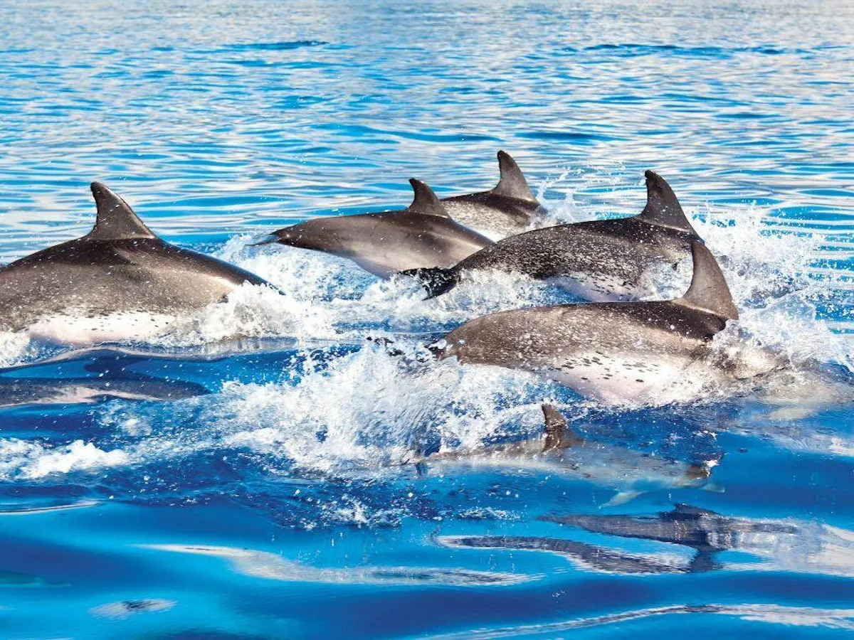 Dolphin tour and Papagayo Beach with transport