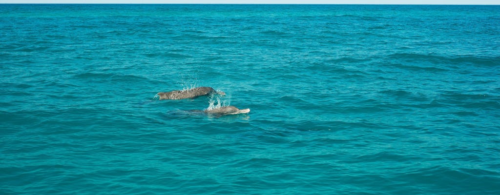 Sunset Dolphin Tour on a speedboat – with transfers