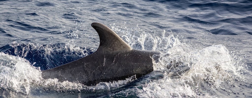 Sunset Dolphin Tour on a speedboat – ticket only