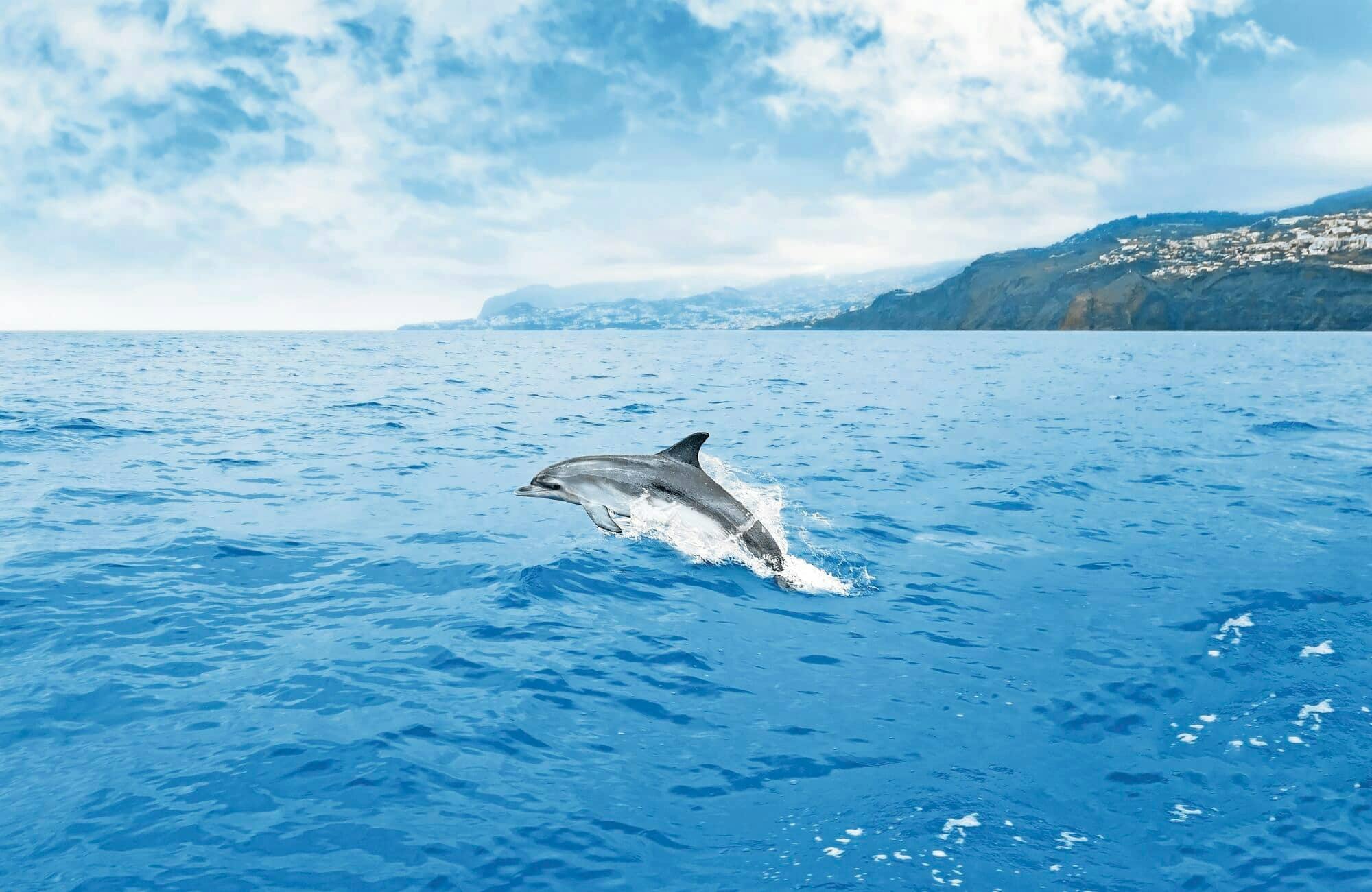 Sunset Dolphin Tour on a speedboat – with transfers
