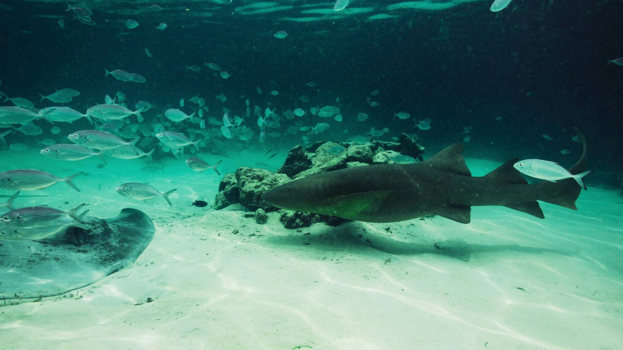 Seaquarium by Catamaran