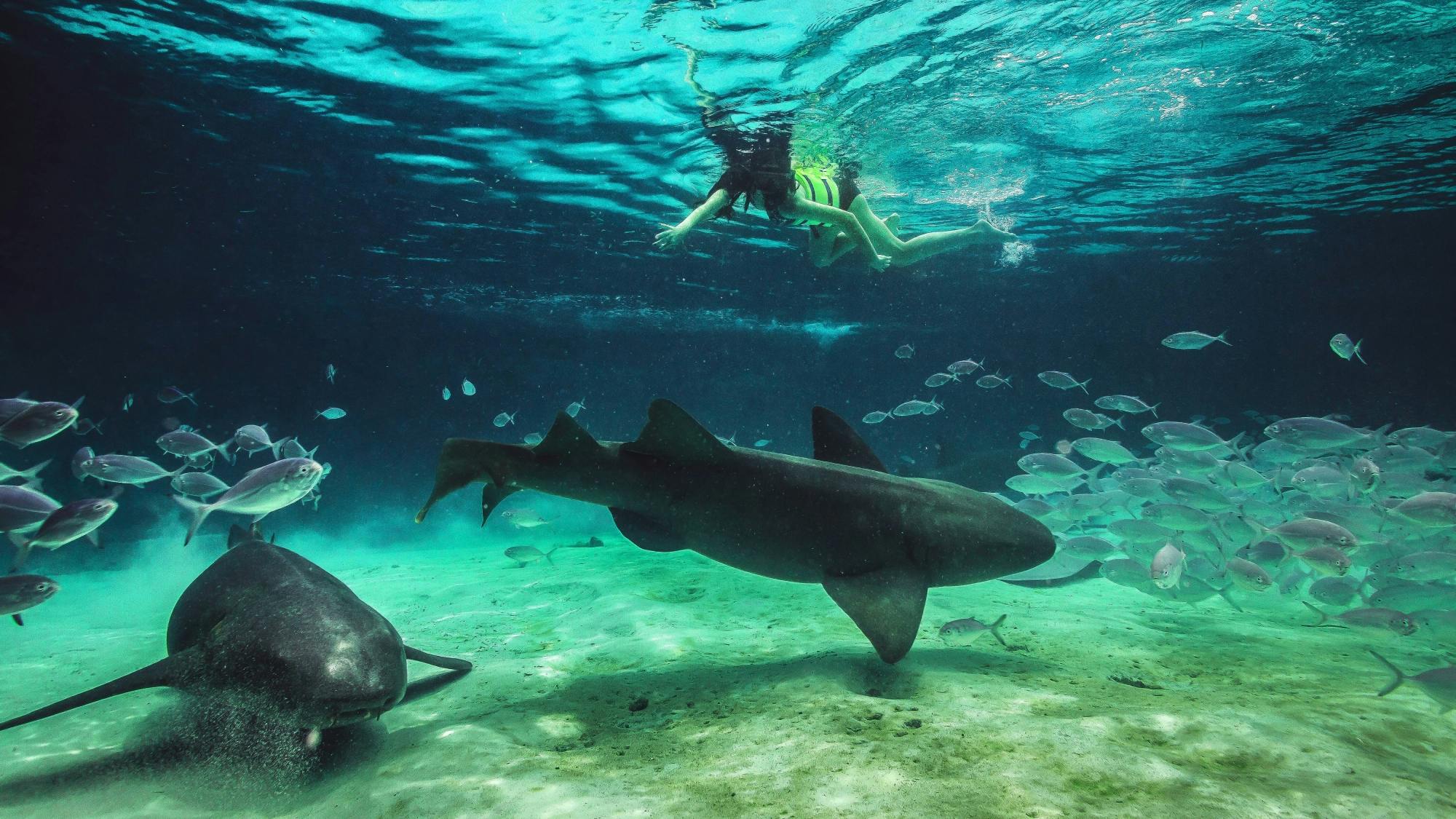 Seaquarium by Catamaran