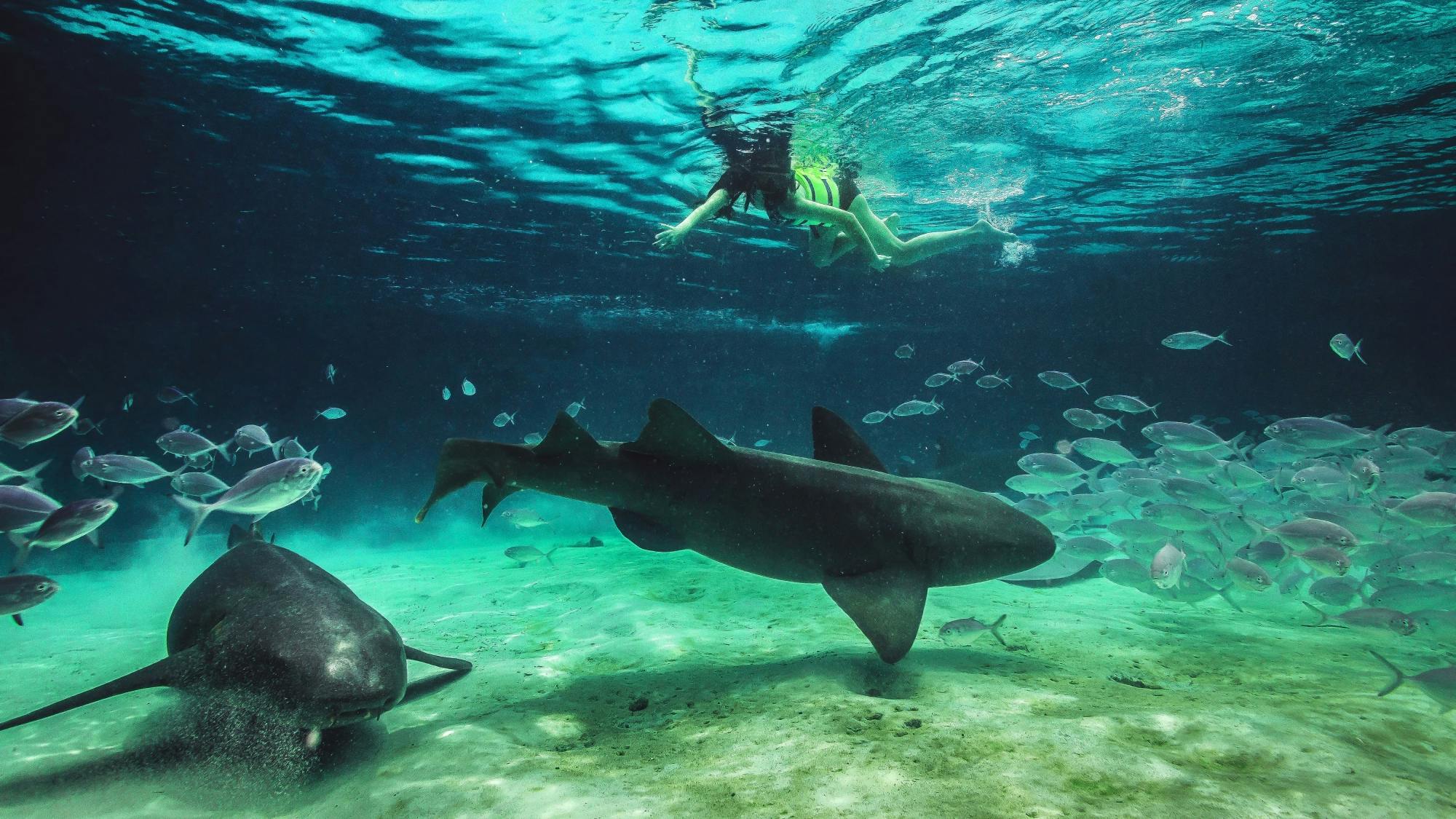 Seaquarium by Catamaran