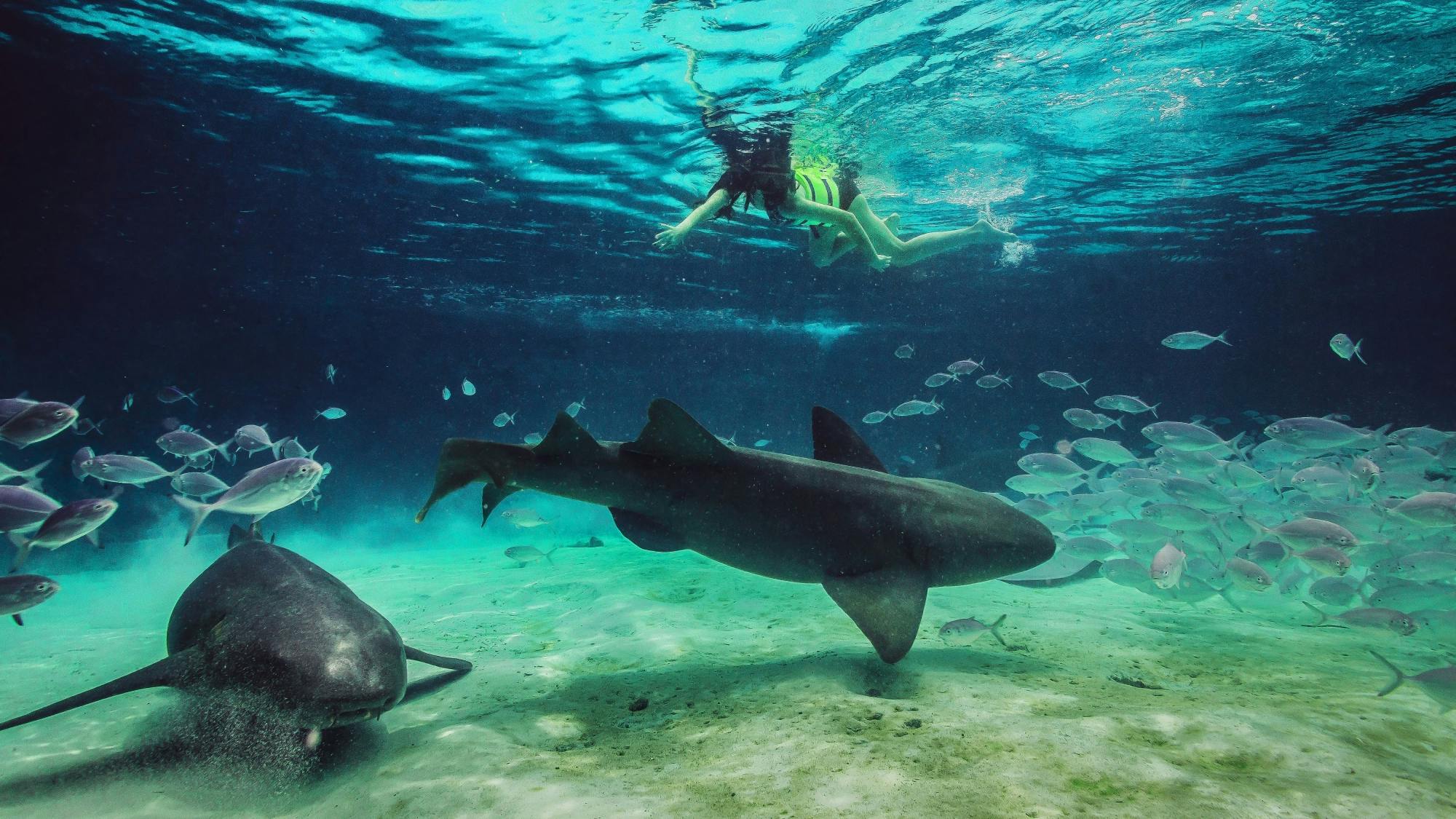 Seaquarium by Catamaran