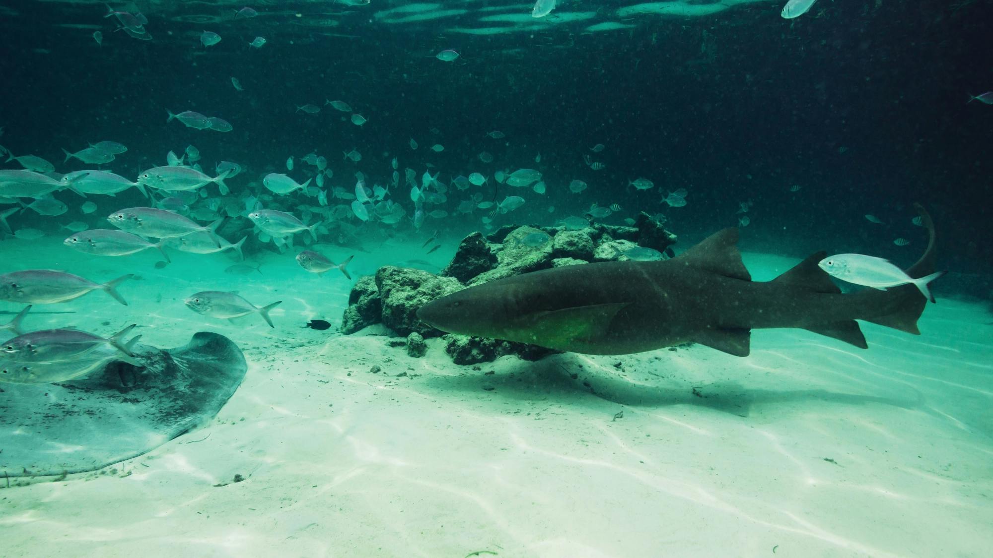 Seaquarium by Catamaran