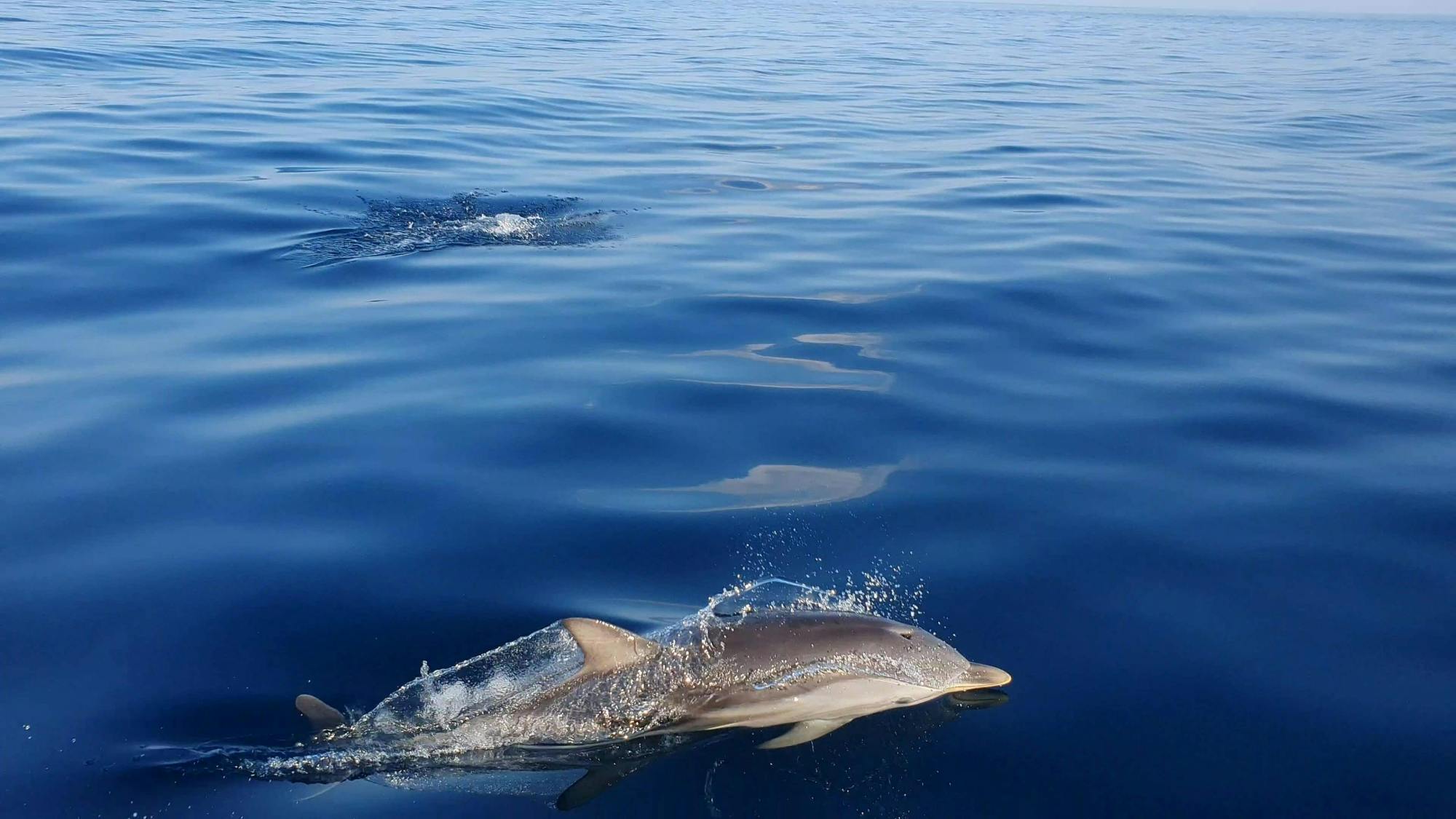 Taormina Bay cruise with wine and liqueur-tasting in Sicily