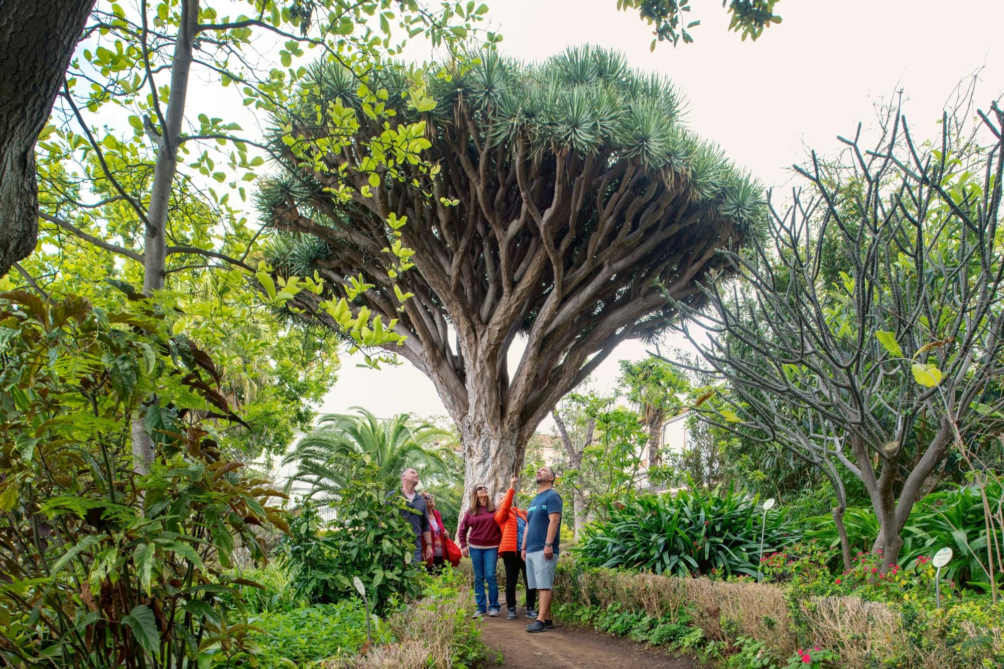 Guided Visit to Corpus Christi Festival in La Orotava