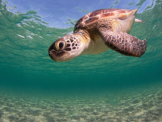 Nat Geo Day Tour : Quête de plongée en apnée en famille inspirée des explorateurs à Chypre